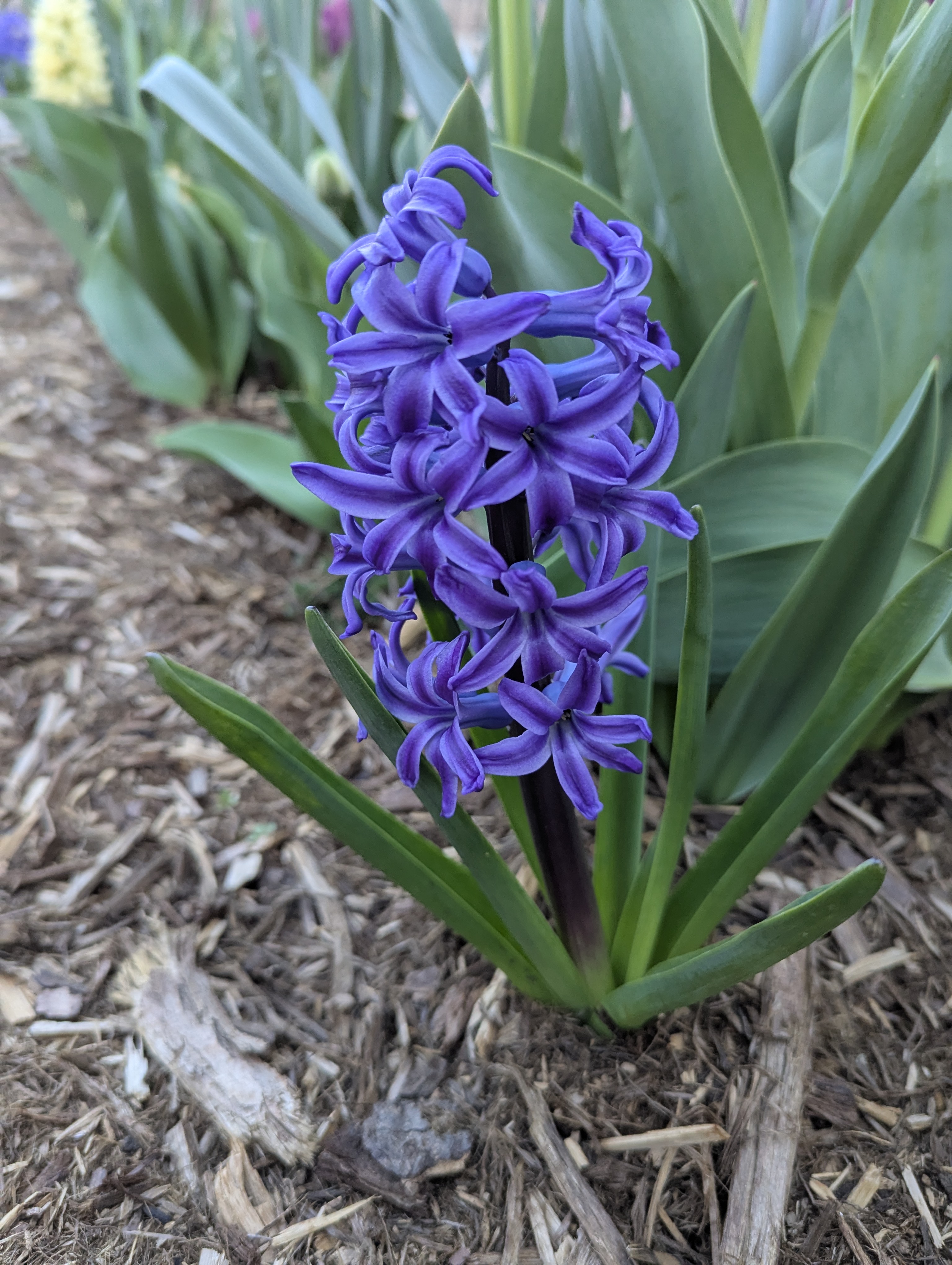 Garden, Flowers, Morrison, Colorado